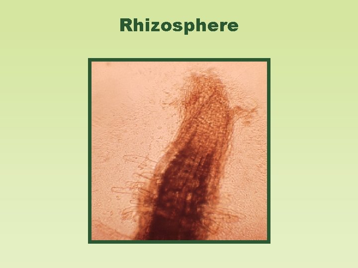 Rhizosphere 