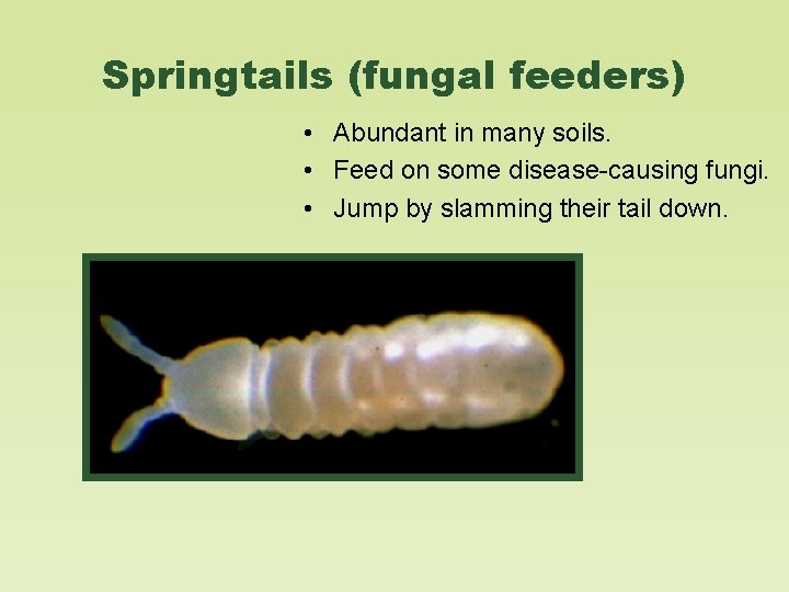 Springtails (fungal feeders) • Abundant in many soils. • Feed on some disease-causing fungi.