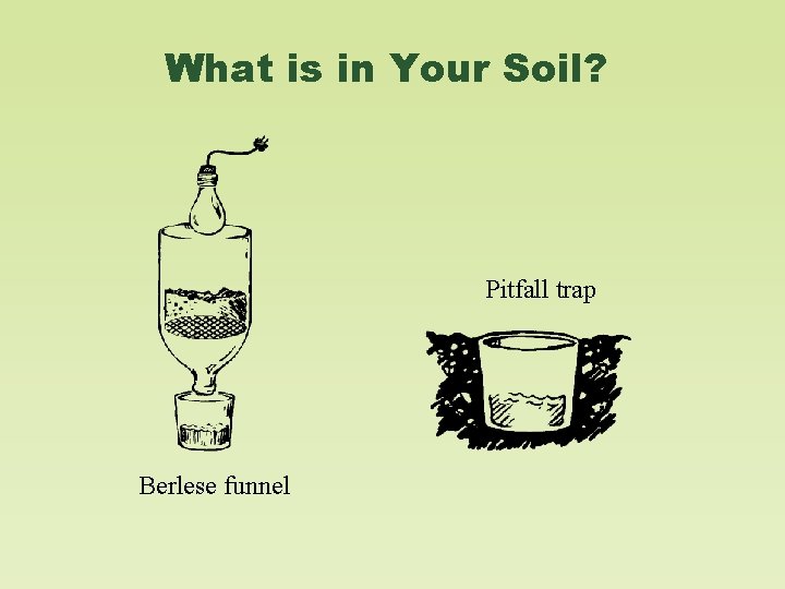 What is in Your Soil? Pitfall trap Berlese funnel 