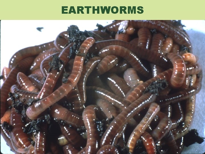 EARTHWORMS 