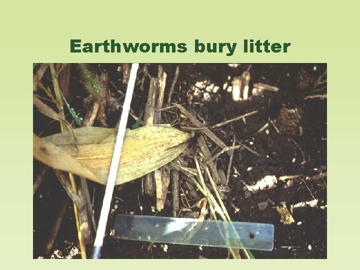 Earthworms bury litter 