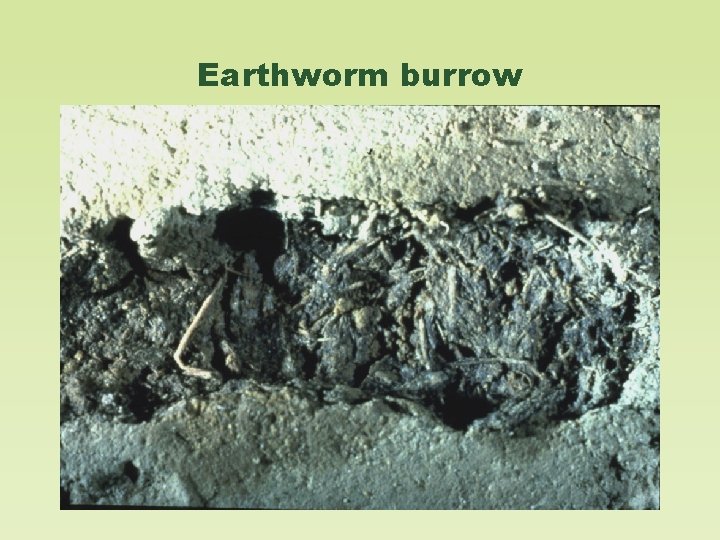 Earthworm burrow 