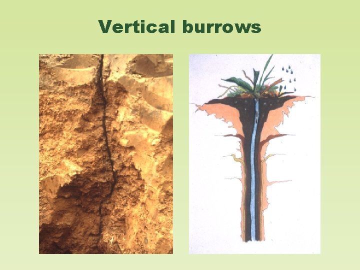 Vertical burrows 