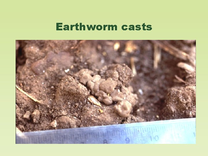 Earthworm casts 