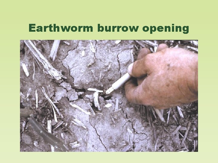 Earthworm burrow opening 