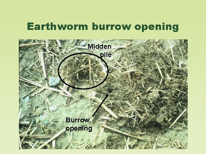 Earthworm burrow opening Midden pile Burrow opening 