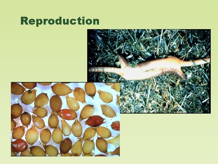 Reproduction 