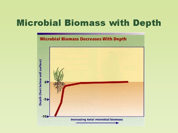 Microbial Biomass with Depth 