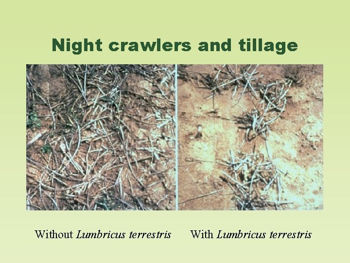 Night crawlers and tillage Without Lumbricus terrestris With Lumbricus terrestris 