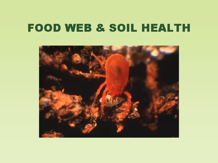 FOOD WEB & SOIL HEALTH 