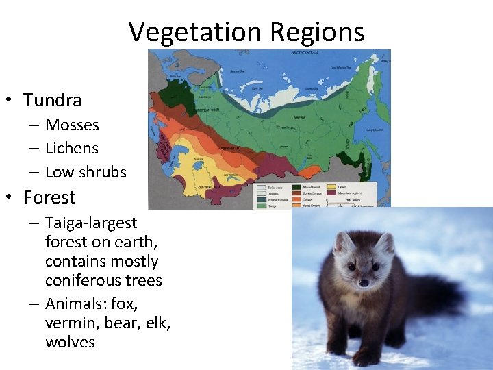 Vegetation Regions • Tundra – Mosses – Lichens – Low shrubs • Forest –