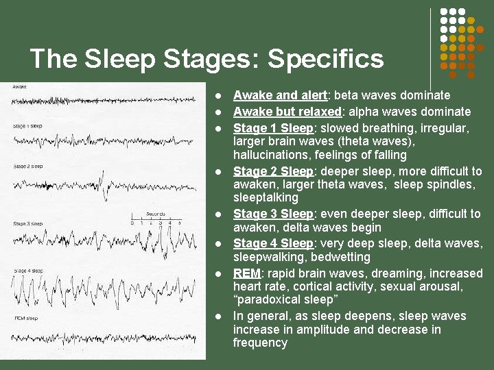 The Sleep Stages: Specifics l l l l Awake and alert: beta waves dominate