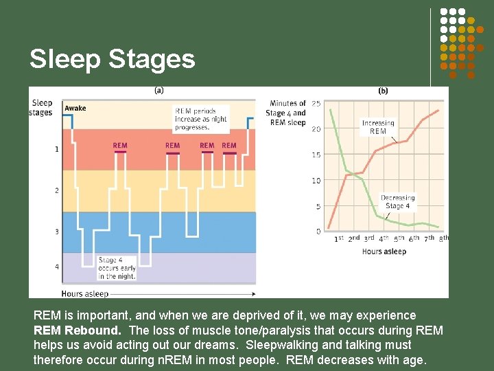Sleep Stages REM is important, and when we are deprived of it, we may