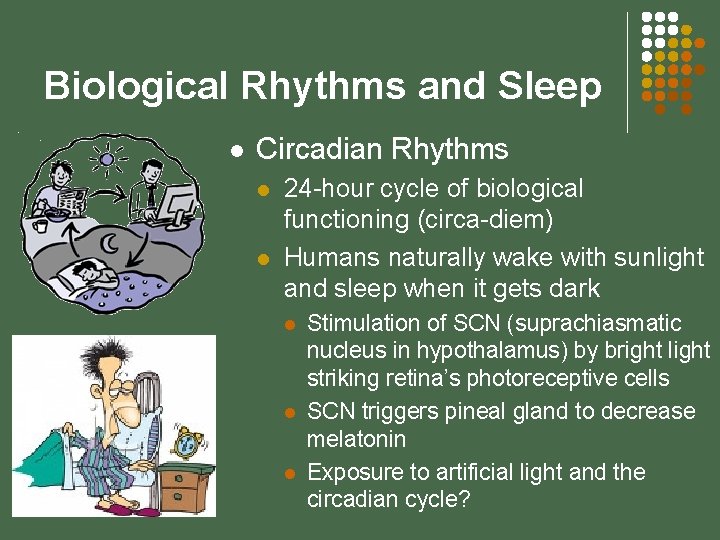 Biological Rhythms and Sleep l Circadian Rhythms l l 24 -hour cycle of biological