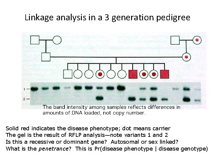 Linkage analysis in a 3 generation pedigree Solid red indicates the disease phenotype; dot