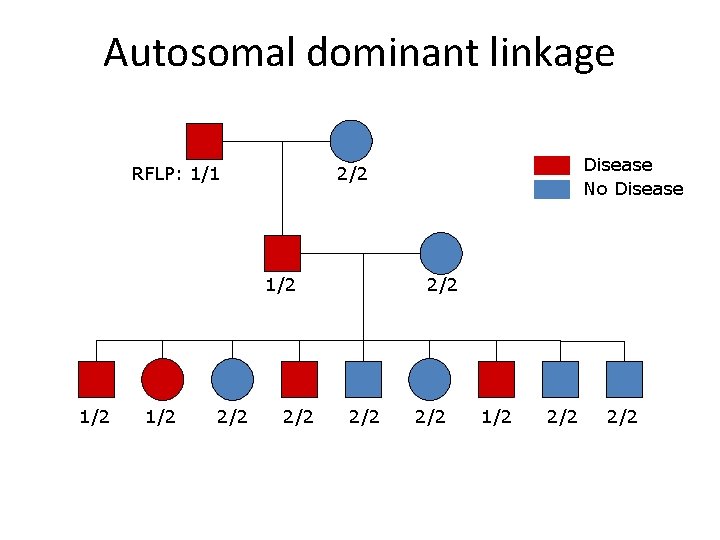 Autosomal dominant linkage RFLP: 1/1 1/2 1/2 2/2 Disease No Disease 2/2 2/2 2/2