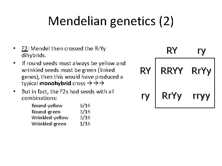 Mendelian genetics (2) • F 2: Mendel then crossed the Rr. Yy dihybrids. •