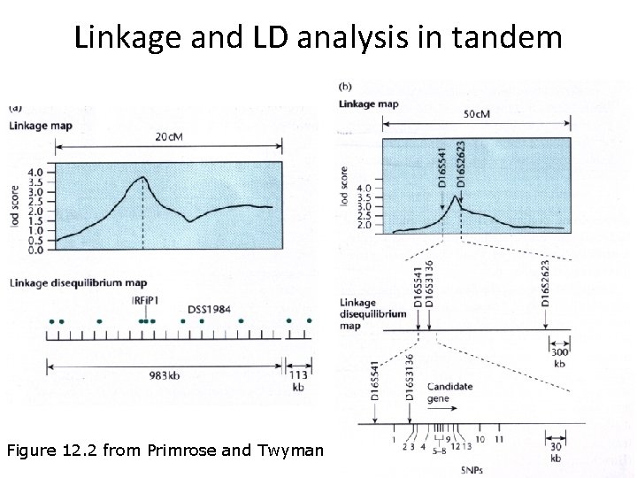 Linkage and LD analysis in tandem Figure 12. 2 from Primrose and Twyman 