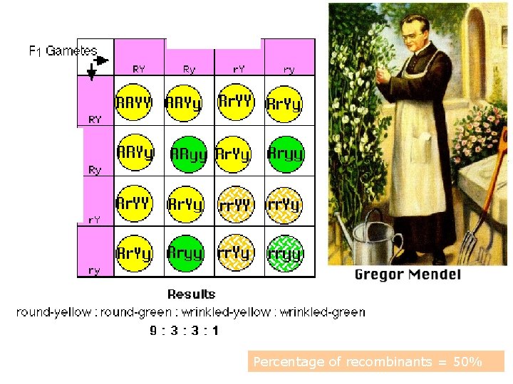 Recombinants Percentage of recombinants = 50% 