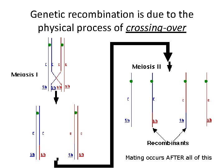 Genetic recombination is due to the physical process of crossing-over Mating occurs AFTER all