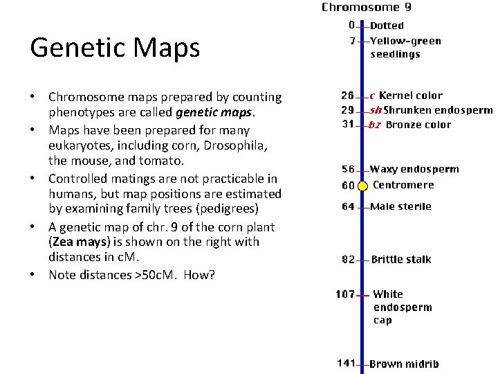 Genetic Maps • Chromosome maps prepared by counting phenotypes are called genetic maps. •