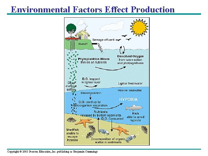 Environmental Factors Effect Production Copyright © 2005 Pearson Education, Inc. publishing as Benjamin Cummings