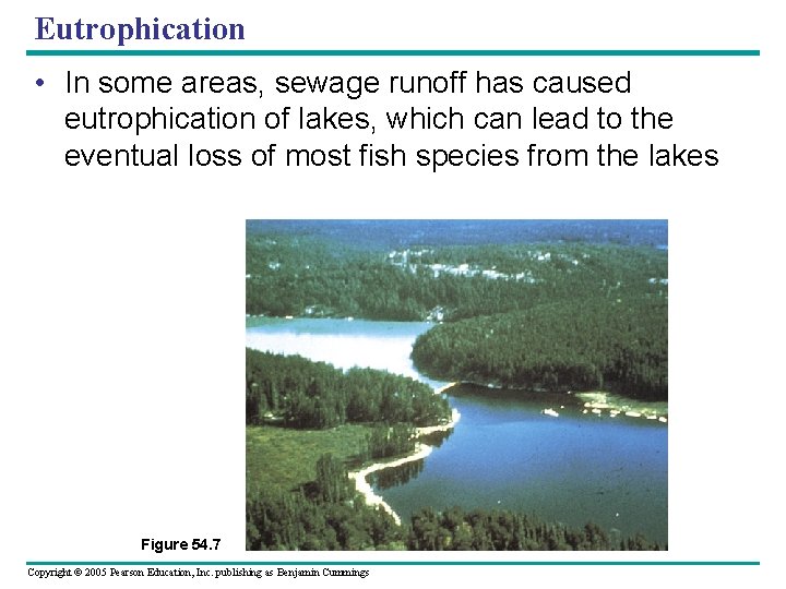 Eutrophication • In some areas, sewage runoff has caused eutrophication of lakes, which can