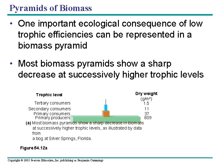 Pyramids of Biomass • One important ecological consequence of low trophic efficiencies can be