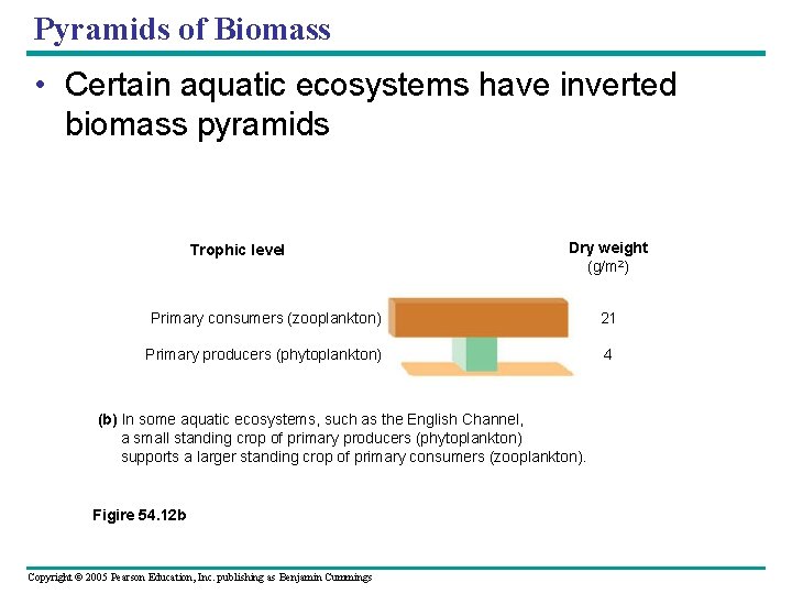 Pyramids of Biomass • Certain aquatic ecosystems have inverted biomass pyramids Trophic level Dry