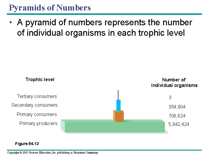 Pyramids of Numbers • A pyramid of numbers represents the number of individual organisms