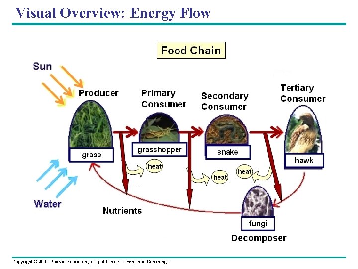 Visual Overview: Energy Flow Copyright © 2005 Pearson Education, Inc. publishing as Benjamin Cummings