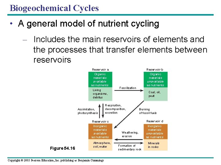 Biogeochemical Cycles • A general model of nutrient cycling – Includes the main reservoirs