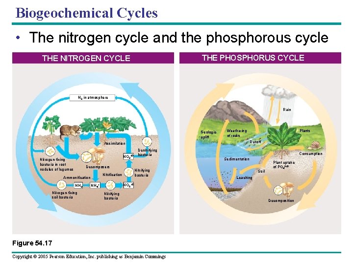 Biogeochemical Cycles • The nitrogen cycle and the phosphorous cycle THE PHOSPHORUS CYCLE THE