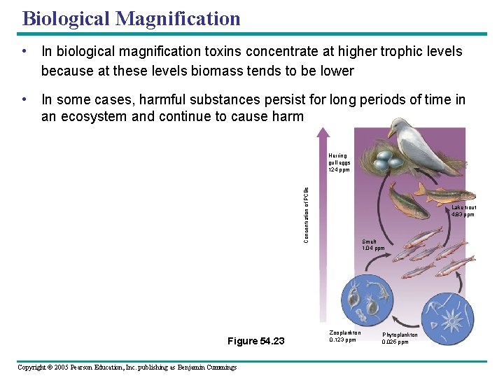 Biological Magnification • In biological magnification toxins concentrate at higher trophic levels because at