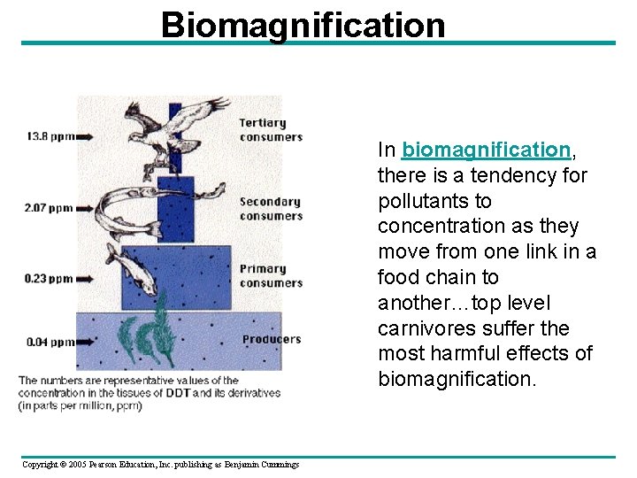 Biomagnification In biomagnification, there is a tendency for pollutants to concentration as they move