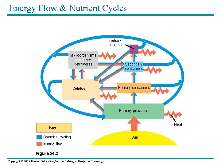 Energy Flow & Nutrient Cycles Tertiary consumers Microorganisms and other detritivores Detritus Secondary consumers