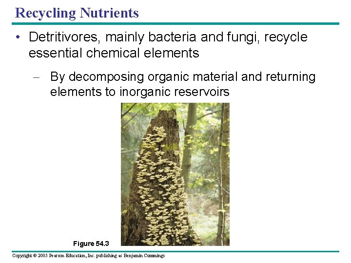 Recycling Nutrients • Detritivores, mainly bacteria and fungi, recycle essential chemical elements – By