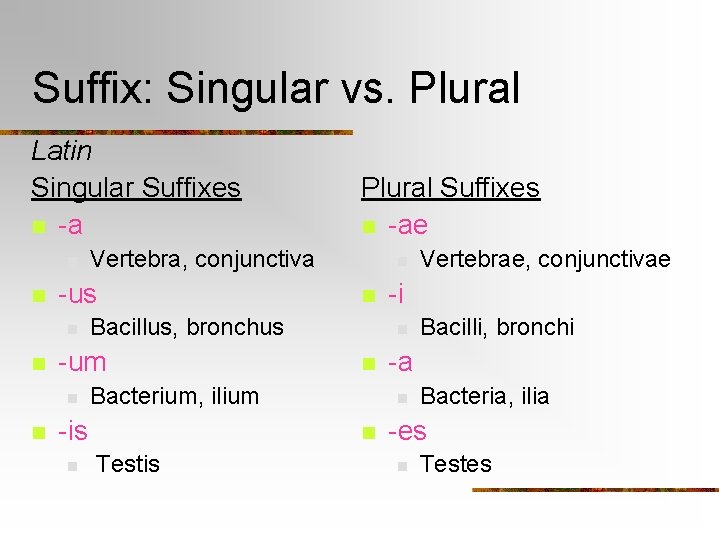 Suffix: Singular vs. Plural Latin Singular Suffixes n -a n n n Testis Bacilli,