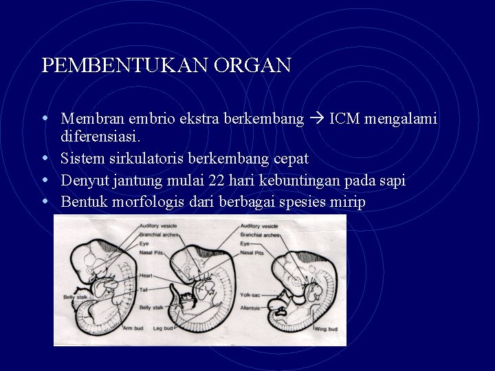 PEMBENTUKAN ORGAN • Membran embrio ekstra berkembang ICM mengalami diferensiasi. • Sistem sirkulatoris berkembang