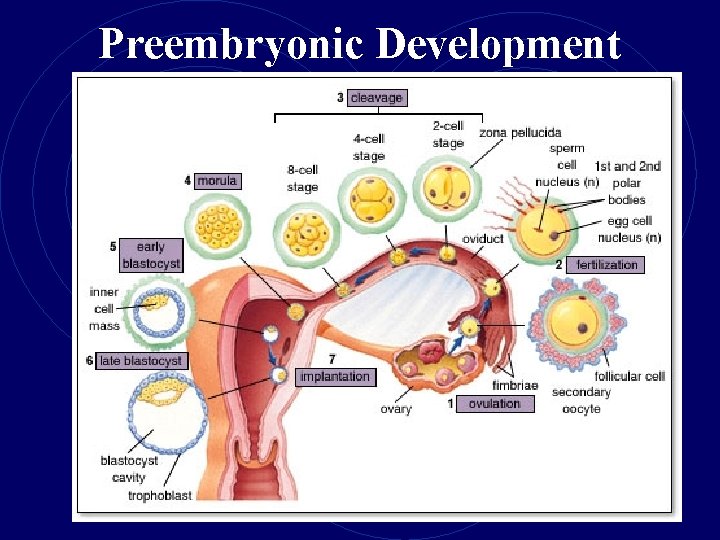 Preembryonic Development 