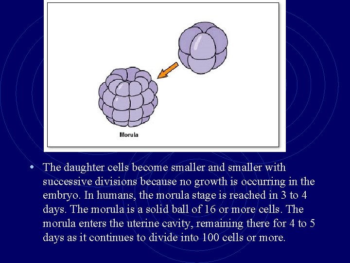  • The daughter cells become smaller and smaller with successive divisions because no