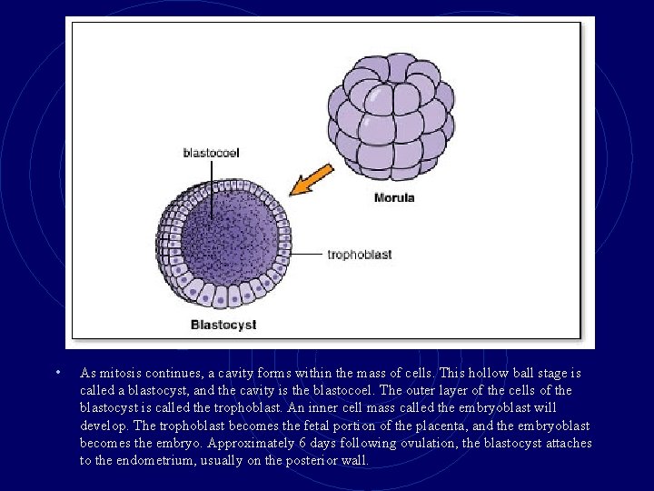  • As mitosis continues, a cavity forms within the mass of cells. This