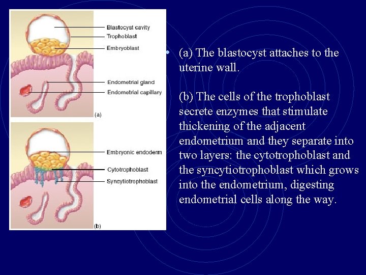  • (a) The blastocyst attaches to the uterine wall. (b) The cells of