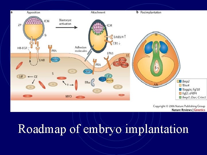 Roadmap of embryo implantation 