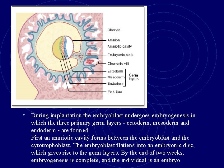  • During implantation the embryoblast undergoes embryogenesis in which the three primary germ