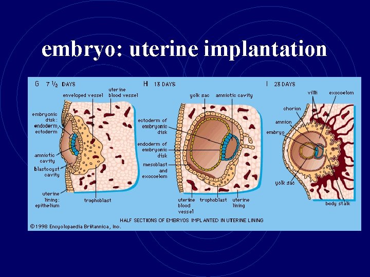 embryo: uterine implantation 