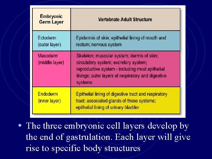  • The three embryonic cell layers develop by the end of gastrulation. Each
