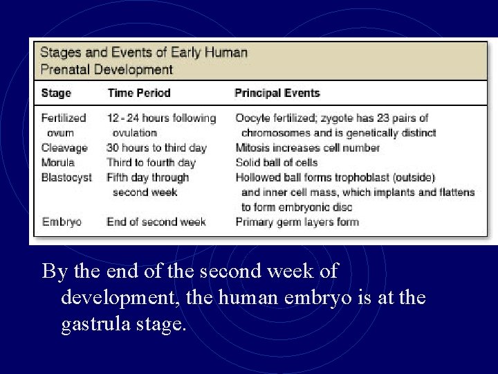 By the end of the second week of development, the human embryo is at