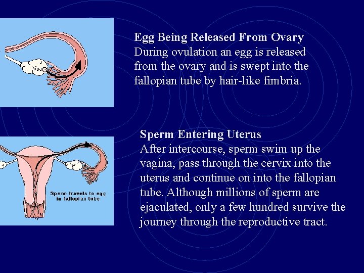 Egg Being Released From Ovary During ovulation an egg is released from the ovary