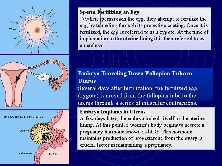 Sperm Fertilizing an Egg </When sperm reach the egg, they attempt to fertilize the